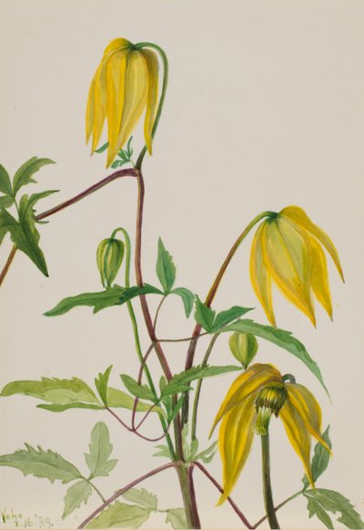 Sans titre - Étude de plantes - Mary Vaux Walcott