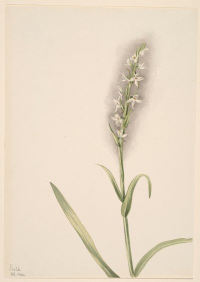 Sans titre - Étude de plantes - Mary Vaux Walcott