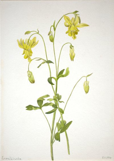Sans titre - Étude de plante, 1904 - Mary Vaux Walcott