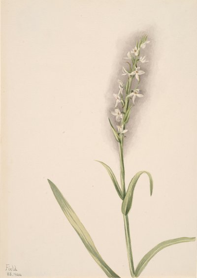 Sans titre - Étude de plante, 1904 - Mary Vaux Walcott
