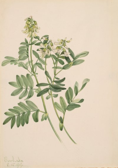 Sans Titre - Étude de Plante - Mary Vaux Walcott