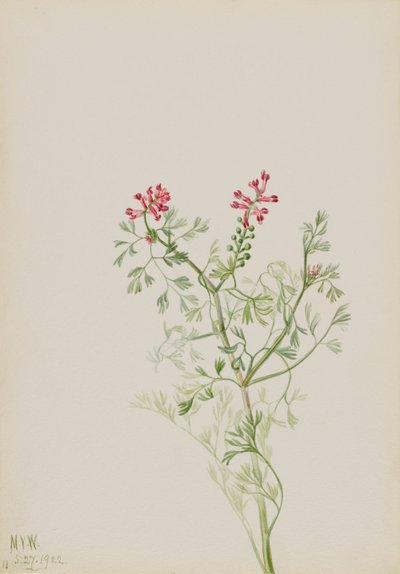 Sans titre--Étude de plante - Mary Vaux Walcott