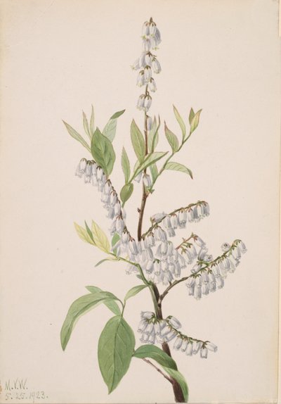 Sans titre - Étude de plantes - Mary Vaux Walcott