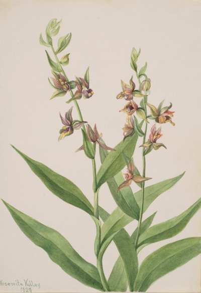 Sans titre - Étude de plante - Mary Vaux Walcott