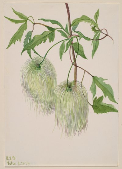 Sans titre--Étude de plantes, 1939 - Mary Vaux Walcott