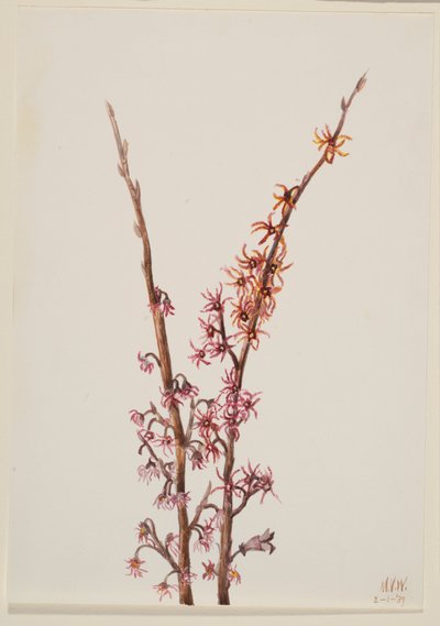 Sans titre - Étude de plante, 1939 - Mary Vaux Walcott