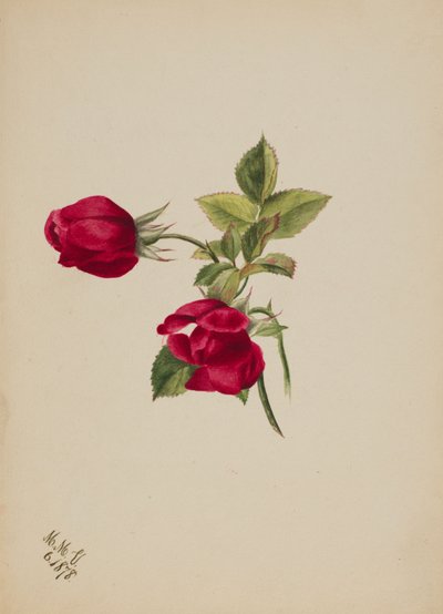 Sans titre--Rose, 1878 - Mary Vaux Walcott