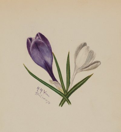Sans titre (Crocus) - Mary Vaux Walcott