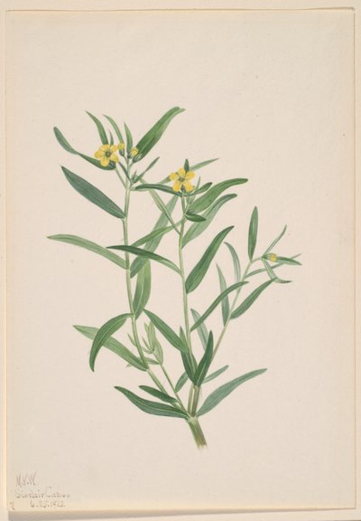 Sans titre (étude de fleur) - Mary Vaux Walcott