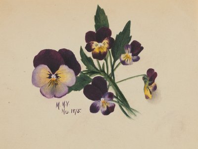 Sans titre (Pensées) - Mary Vaux Walcott