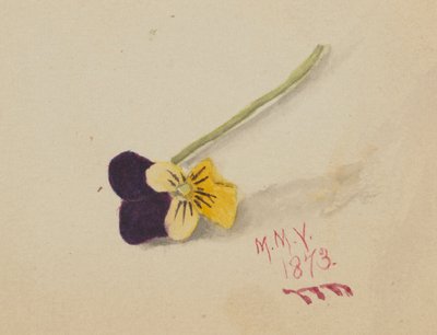Sans titre (Pensée) - Mary Vaux Walcott