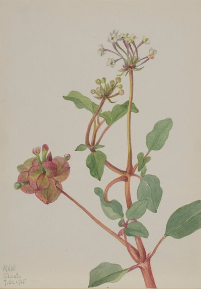 Sans titre (Tripterocalyx pedunculatus) - Mary Vaux Walcott