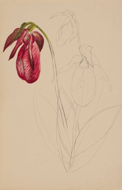 Sans titre (esquisse inachevée) - Mary Vaux Walcott