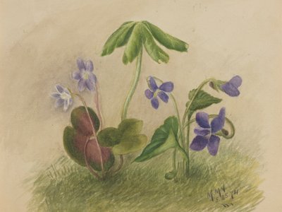 Sans titre, 1874 - Mary Vaux Walcott