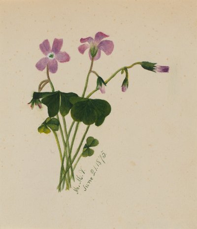 Sans titre, 1875 - Mary Vaux Walcott