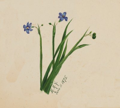 Sans titre, 1875 - Mary Vaux Walcott