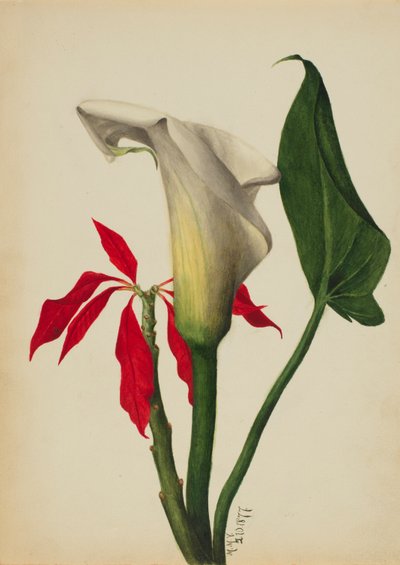 Sans titre Calla Lily - Mary Vaux Walcott
