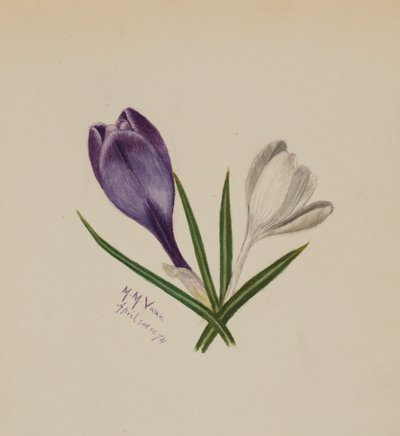 Sans titre Crocus, 1874 - Mary Vaux Walcott