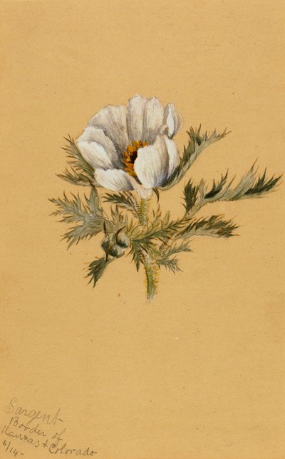 Étude de fleur sans titre, 1883 - Mary Vaux Walcott