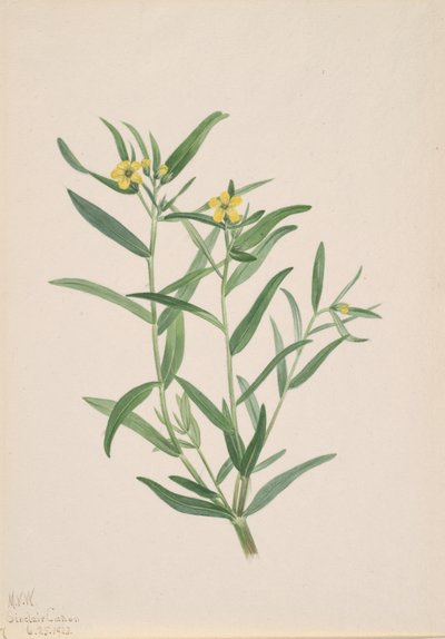 Étude de fleurs sans titre, 1923 - Mary Vaux Walcott