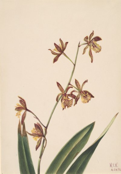 Étude de fleurs sans titre, 1924 - Mary Vaux Walcott