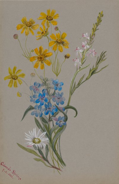 Sans titre, Groupe de Fleurs - Mary Vaux Walcott
