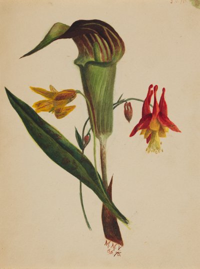 Sans titre Jack in the Pulpit - Mary Vaux Walcott