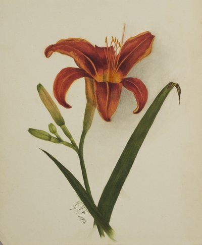 Sans titre, Lys - Mary Vaux Walcott