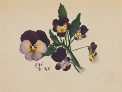 Sans titre, Pensées, 1875 - Mary Vaux Walcott