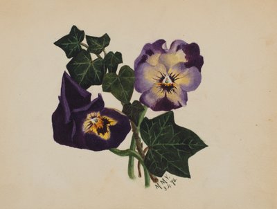 Sans titre Pensées et Lierre, 1876 - Mary Vaux Walcott