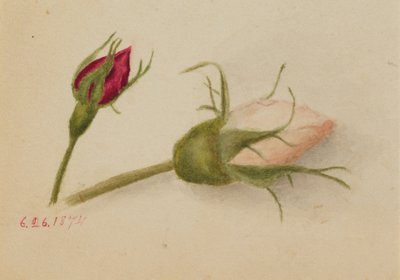 Boutons de rose sans titre, 1874 - Mary Vaux Walcott