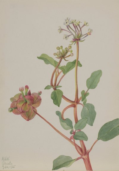 Sans titre Tripterocalyx pedunculatus, 1935 - Mary Vaux Walcott