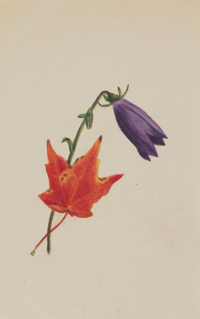 Sans titre, vers 1876 - Mary Vaux Walcott