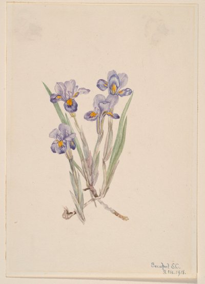 Iris vernale (Iris verna) - Mary Vaux Walcott
