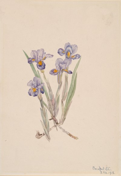 Iris vernal, 1918 - Mary Vaux Walcott