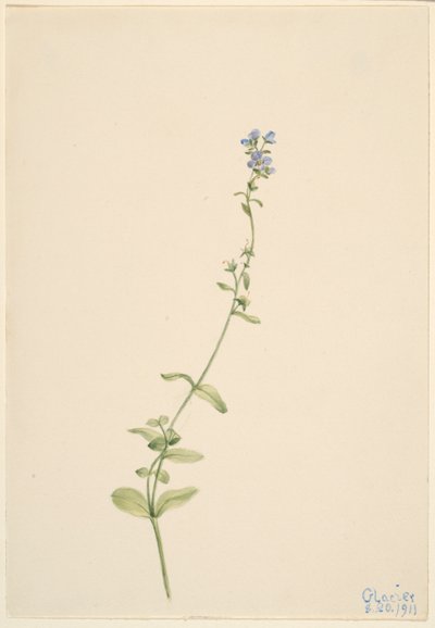 Veronica serpyllifolia - Mary Vaux Walcott