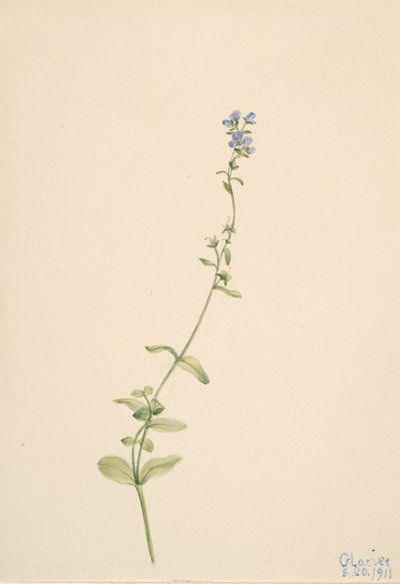Veronica serpyllifolia, 1911 - Mary Vaux Walcott