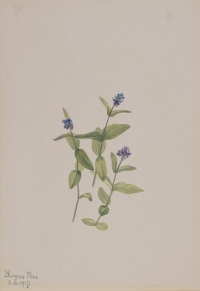 Veronica wormskjoldii, 1917 - Mary Vaux Walcott
