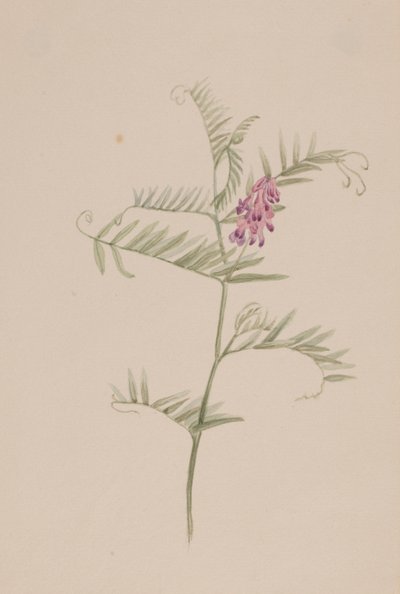 Vicia americana - Mary Vaux Walcott