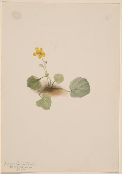 Viola orbiculata - Mary Vaux Walcott
