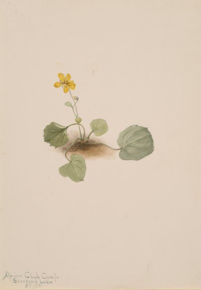 Viola orbiculata, 1911 - Mary Vaux Walcott