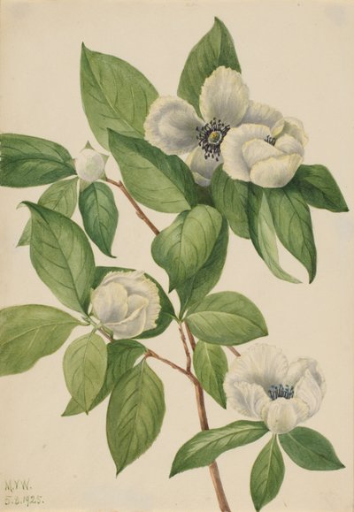 Virginia Stewartia Stewartia malachodendron, 1925 - Mary Vaux Walcott