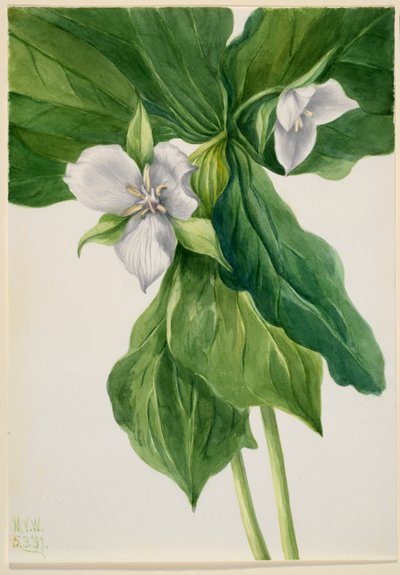 Robin des bois (simulation de Trillium) - Mary Vaux Walcott