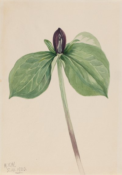 Wake-Robin Trillium sessile, 1920 - Mary Vaux Walcott