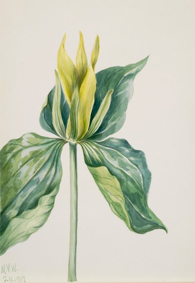 Wake-Robin Trillium underwoodii - Mary Vaux Walcott