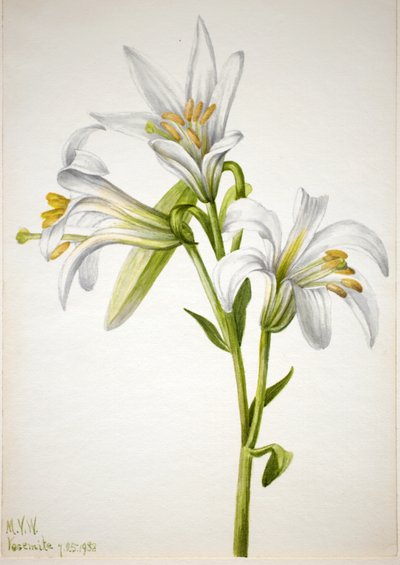 Lys de Washington Lilium washingtonianum, 1933 - Mary Vaux Walcott