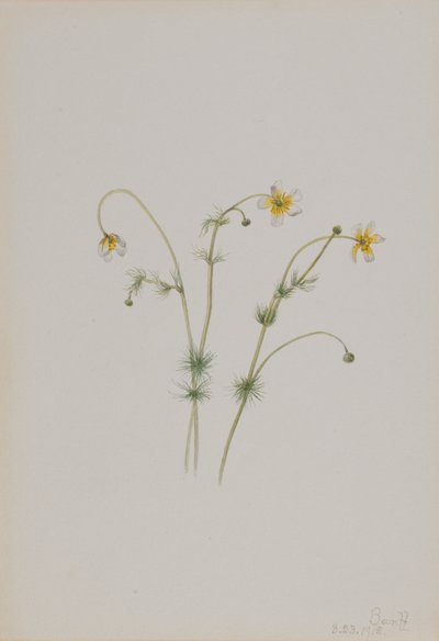 Renoncule aquatique Batrachium trichophyllum, 1918 - Mary Vaux Walcott