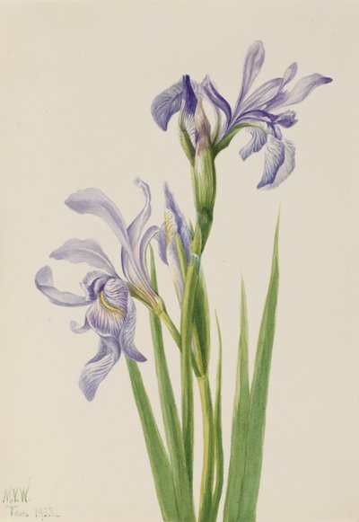 Iris bleu de l
