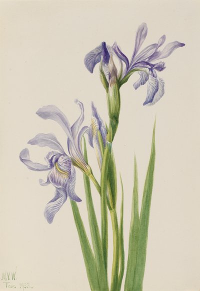 Iris bleu de l