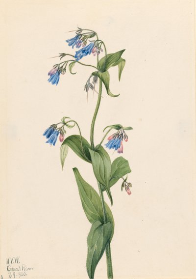 Myrtille de l